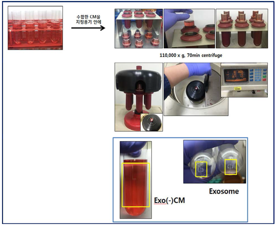 줄기세포 배양액으로부터 엑소좀 추출 과정