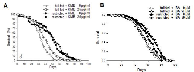 KME/BA의 생명연장 효능과 식이제한과의 관련성