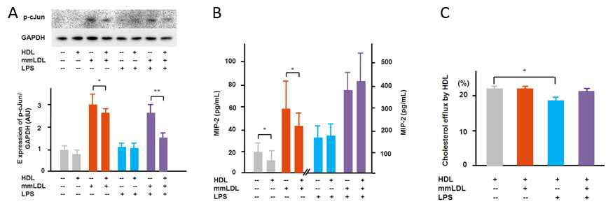 cJun activation by mmLDL and/or LPS and its inhibition by HDL.