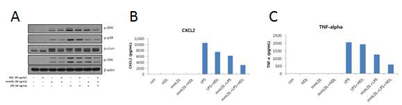 Anti-inflammatory effect of HDL on the phosphorylation of intracellular proteins and secreted cytokines.