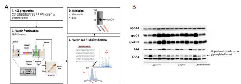 Analyses of HDL-associated proteins by MS and SDS-PAGE/WB.