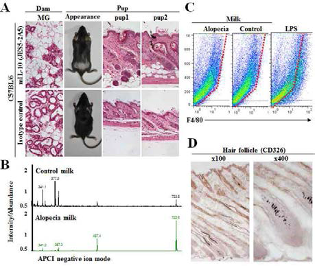 interleukin 10 is important for inflammatory milk production