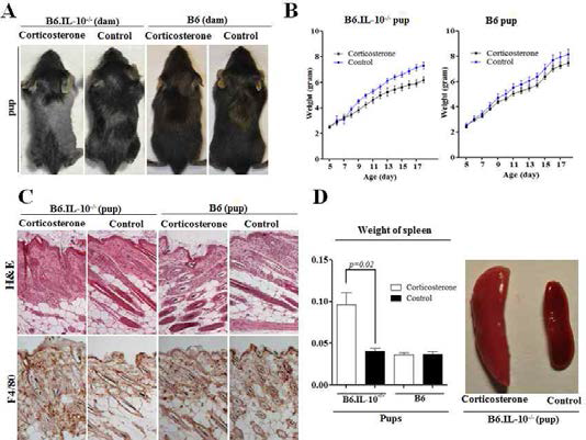 Pup alopecia and growth retardation after corticosterone injection