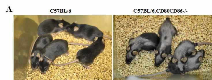 Hair loss in CD80CD87 deficient mouse