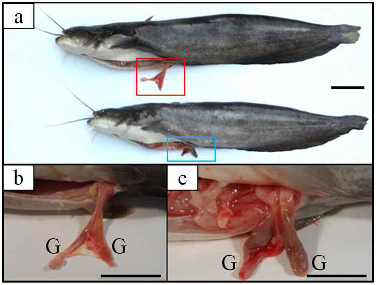 Pictures of external morphology and gonad in induced triploid Far Eastern catfish, Silurus asotus.