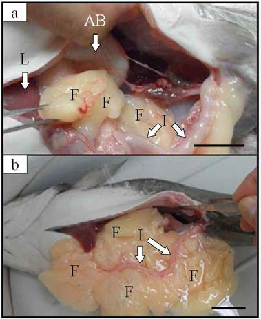Internal organs and subcutaneous fat of (a) diploid and (b) induced triploid Far Eastern catfish, Silurus asotus in spawning season.