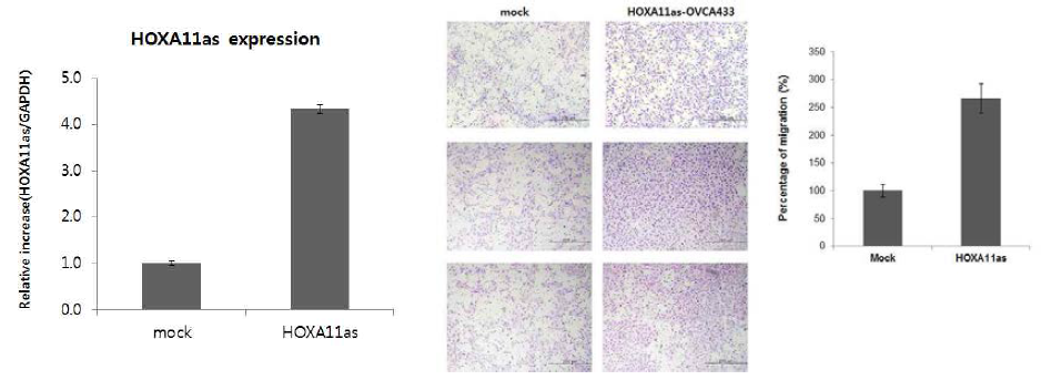 HOXA11as 과발현세포주에서의 invasion 변화