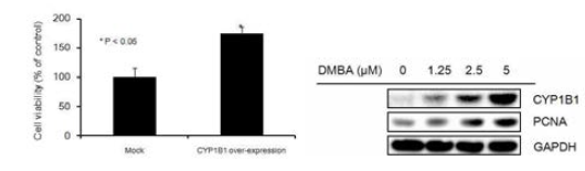 CYP1B1에 의한 세포 증식