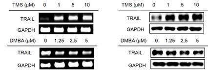 CYP1B1의 TRAIL 및 TRAIL-related apoptotic pathway 억제