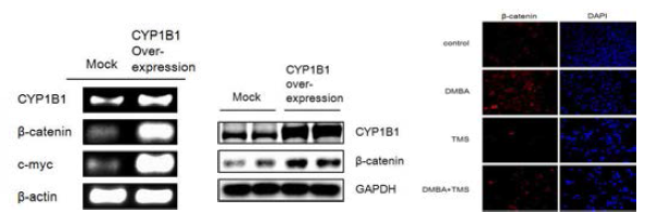 CYP1B1의 Wnt/β-catenin signaling 활성