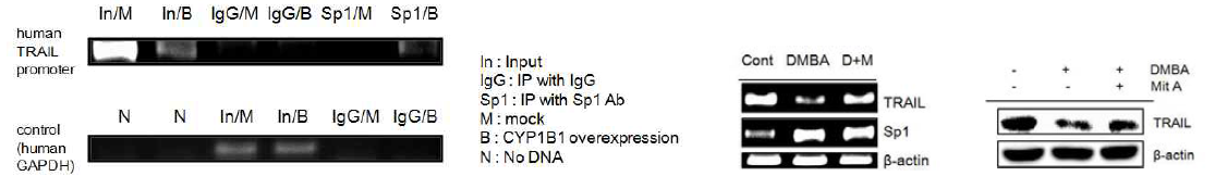 Sp1의 promoter binding을 통한 TRAIL의 발현 저해