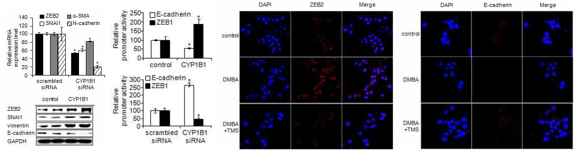 CYP1B1에 의한 EMT-inducing factor들의 발현 증가 및 e-cadherin의 발현 저해를 통한 EMT 유발