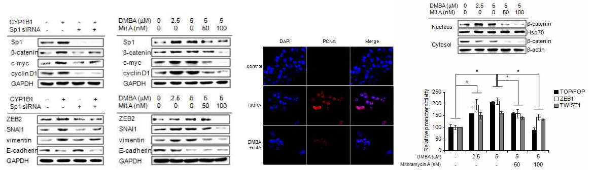 CYP1B1의 세포 증식 및 전이 기전이 sp1의 DNA binding ability에 의해 매개됨을 확인