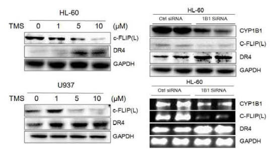 CYP1B1의 발현 억제에 의한 c-FLIP과 DR4 변화