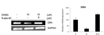 DNA methyltransferase inhibitor에 의한 CYP1B1의 DR4 발현 억제 저해