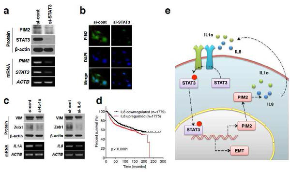 Pim2 의존적 분비인자의 양성피드백루프에 의한 유방암의 비정상적인 STAT3의 활성화 유지