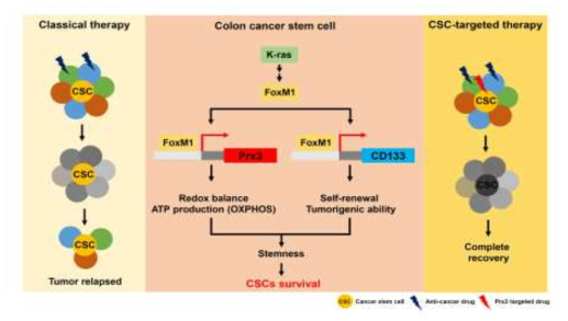 암줄기세포 미토콘드리아 기능 조절인자 발굴 및 대장암 치료 전략 제시