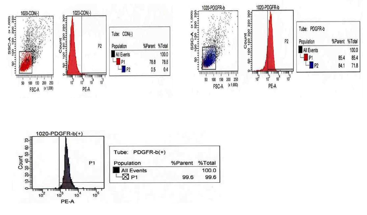Fluorescence-Activated Cell Sorting (FACS) 방법으로 PDGFRβ+세포 분리.