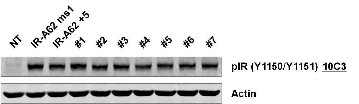 2'-OMe modification site와 세포활성의 상관관계 평가