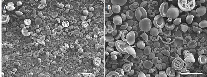 Scanning electron microscopic images of SJT microparticles