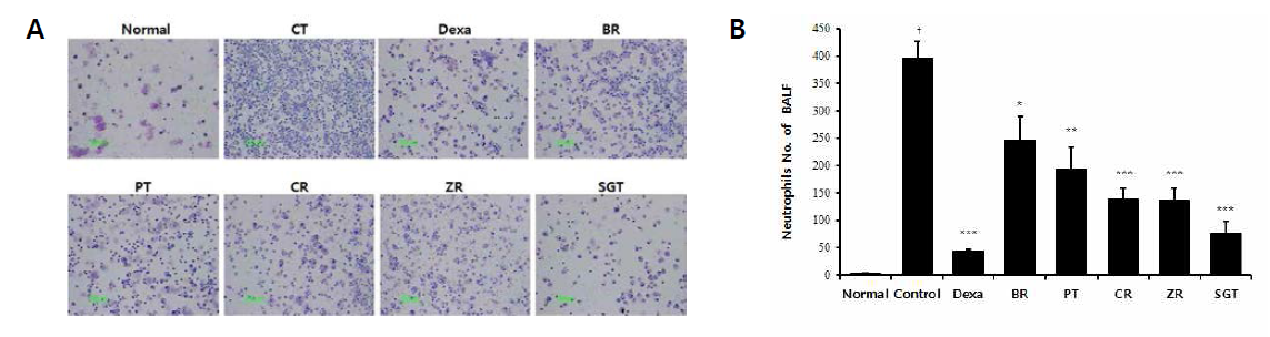 Effect of Effect of SGT and Individual Herbs on (A) Cytospin image and (B) Neutrophils Count of BALF in COPD Mice