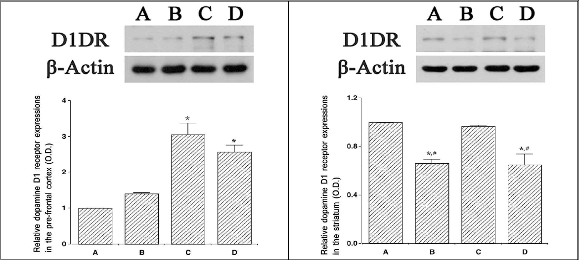 트레드밀 운동이 Dark/Dark 상황에서 생체교란 마우스의 도파민 D1 receptor 발현 변화에 미치는 영향