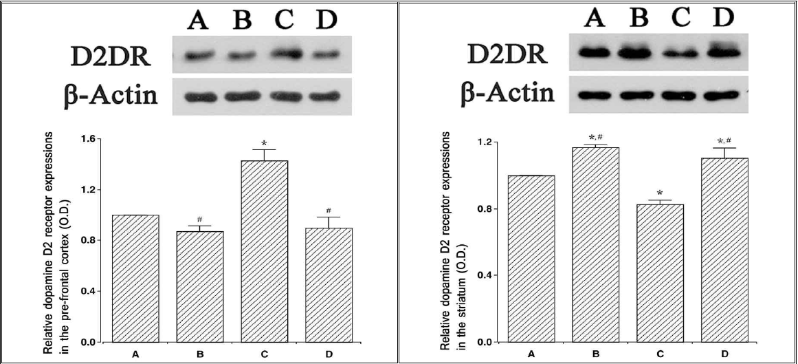 트레드밀 운동이 Dark/Dark 상황에서 생체교란 마우스의 도파민 D2 receptor 발현 변화에 미치는 영향
