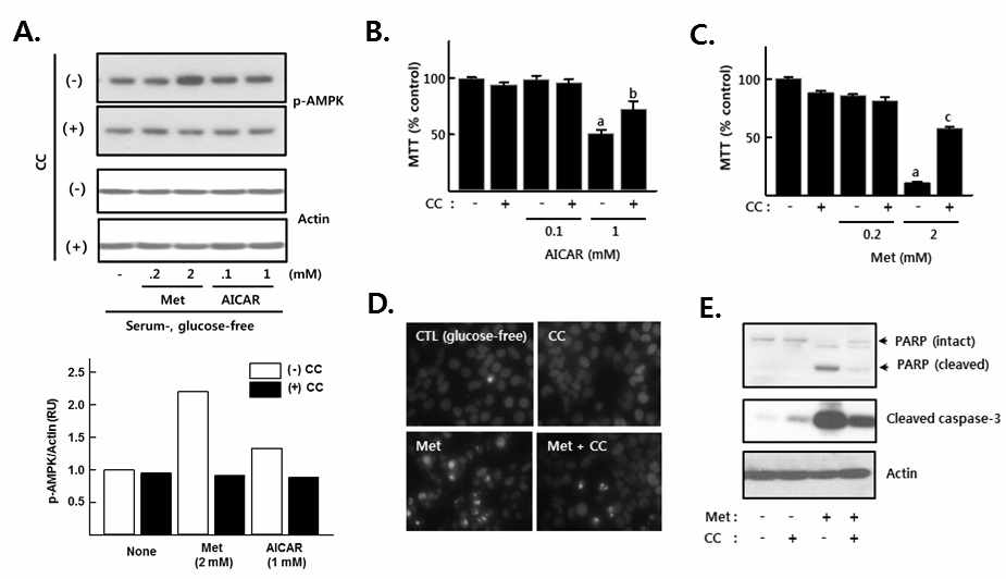 Metformin inhibits cell viability and induces apoptosis in H4IIE cells.