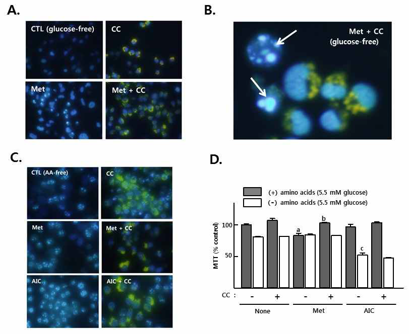 Inhibition of AMPK stimulates the formation of acidic intracellular vesicles, a marker of the onset of autophagy and protected metformin-induced apoptosis in GFM but not in amino acid (AA)-free medium