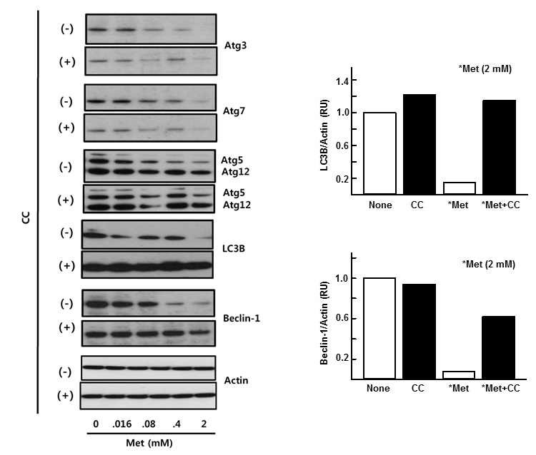 Metformin decreases expression levels of autophagy-related proteins.