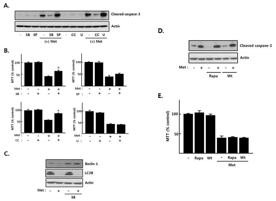 Inhibition of p38MAPK as well as AMPK protected cells from apoptosis induced by metformin.