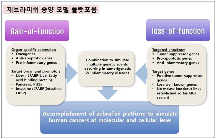 제브라피쉬 종양모델 플랫포옴. Gain-of-function 및 Loss-of- function 두 축으로 모델 개발.