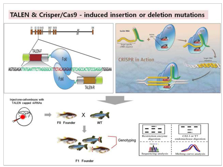 TALEN 및 Crispr/Cas9 기법을 이용한 제브라피쉬 놐아웃.