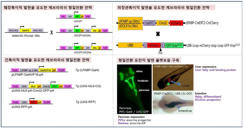 기관특이적 유전자 발현 플랫포옴. 췌장 (ptf1a), 간 (liver fatty acid binding protein), 위장관 (intestinal fatty acid binding protein) 조절인자에 의해 유전자가 발현되는 binary expression system.