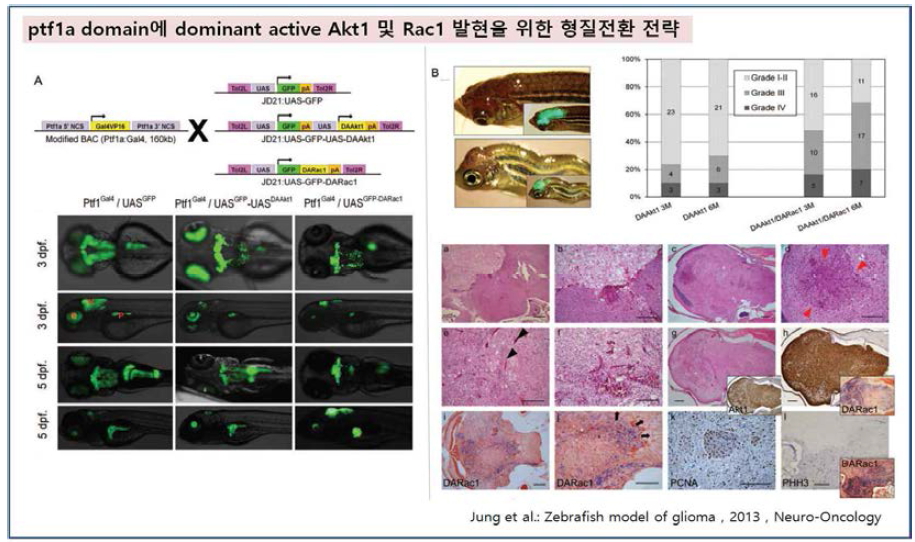 Gal4-UAS system을 이용하여 제브라피쉬 후뇌에 dominant-active Akt1 발현 3. 연구수행 내용 및 결과 ◎ 연구진은 그림 1과 같이 두 개의 축으로 제브라피쉬 모델 개발 연구를 수행하였음. ◎ Gain-of-function에 의한 형질전환 종양모델 플랫포옴 (그림 4) - 형질전환 플랫포옴으로 기관특이적으로 유전자를 발현시킬 수 있는 플랫포옴을 구축하였음. - Gain-of-function을 위하여 Gal4-UAS를 이용한 binary expression system으로 구축. - Ptf1a-Gal4 및 LFABP-Gal4 플랫포옴 라인을 구축하였고 기관특이적 발현을 확인하였으며 관련 프로젝트 로 논문화하였음. 위장관의 경우에는 LoxP-Cre system 을 이용하여 i n d u c i b l e expression 시스템 으로 구축.. - 연구진이 시도하였 던 소화기계 발현 시스템 구축을 완성 하였고, 췌장 (ptf1a), 간 (LFABP), 위장관 (IFABP) 도메인에 원하는 유전자를 손 쉽게 발현할 수 있 음.  - Ptf1a domain에 dominant active Akt1 을 발현하여 glioma 모 델 수립 및 논문화하였 음. Akt1은 gliomagenesis 과정에 서 핵심적인 역할을 수 행하는 신호 경로 단백 으로 활성화된 Akt1을 후뇌에 발현시켜 뇌교 종 모델을 수립함. (그 림 5) - 이전의 백서 모델에 서는 Akt1과 Kras를 함께 발현시켜야 종 양이 발생하는데 반하여 제브라피쉬 모델에서는 Akt1만으로도 교종이 발생함. Akt1에 의한 교종은 Rac1과 co-expression시 종양형성이 크게 촉진됨을 확인