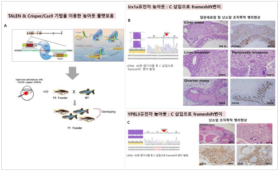 TALEN, RGEN 기법을 이용한 Irx1a,, YPEL3 놐아웃 제브라피쉬 모델.