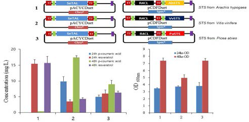 Selection of stilbene synthase for the resveratrol production in Escherichia coli.