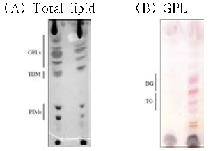 전체 지질 (A)과 GPL (B)의 TLC 수행 결과. 좌, Type I (51843); 우, Type II (50594)