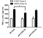 Anti-TL,R2, -TL,R4 antibody를 처리한 후 TNF-α 레벨을 측정한 결과