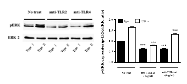 Anti-TLR2, -TLR4 antibody를 처리한 후 ERK-2와 p-ERK에 대한 western blot 분식 결과