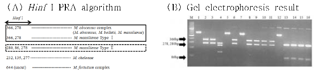 Hinf I PRA algorithm (A)과 PRA 전기영동 결과(B)