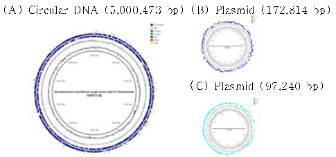 M. massiliense Type II (50594) 균주의 전체 유전체 모시도(A) circular DNA(B) Plasmid 1(C) Plasmid 2.