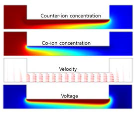 수치해석 결과 (a) Counter-ion concentration (b) Co-ion concentration (c) Velocity (d) Voltage