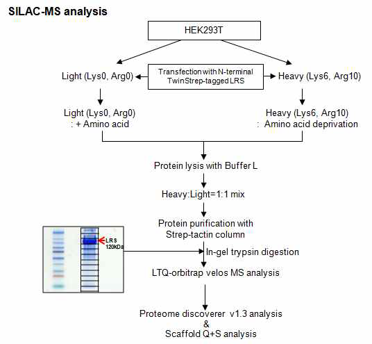 LRS 인산화 위치 발굴을 위한 SILAC 소개