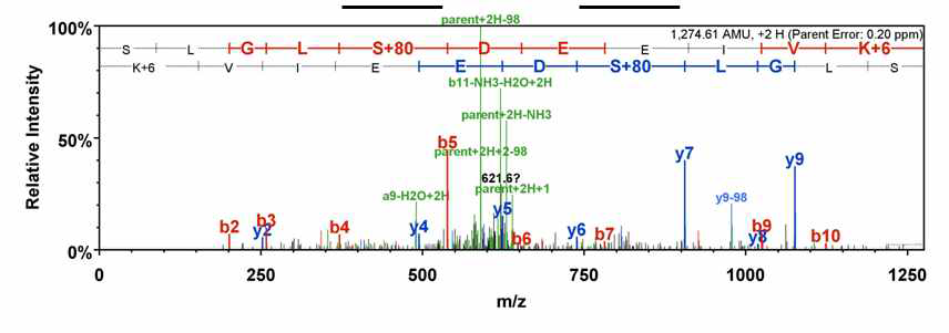 SILAC-MS 분석을 통한 LRS phosphorylation site 분석