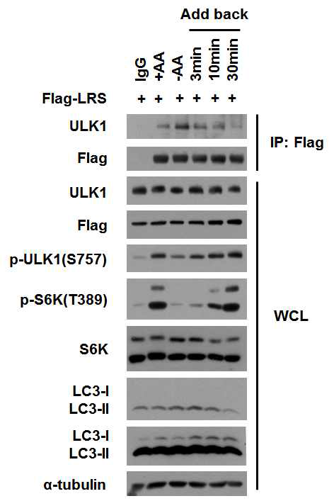 Amino acid의존적인 ULK1과 LRS의 결합