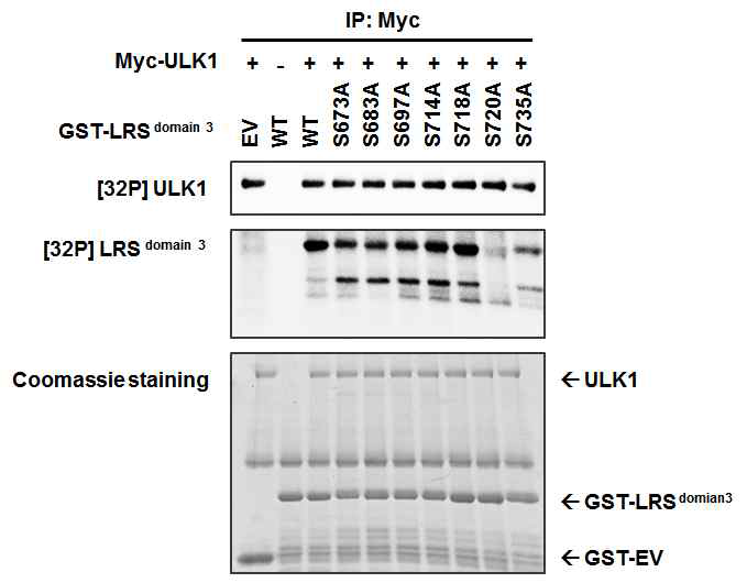 ULK1에 의한 LRS S720 인산화