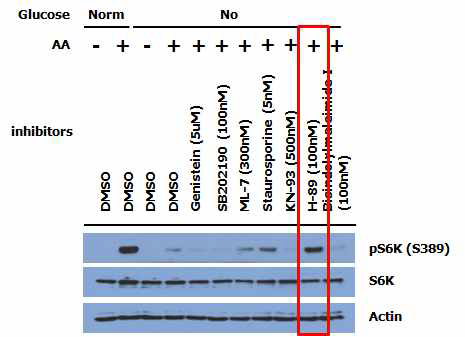 Low glucose 상태에서 PKA inhibitor, H-89에 의한 mTORC1 활성 증가