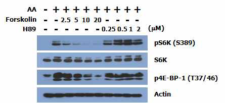 amino acid-induced mTORC1 activation에 PKA가 관련