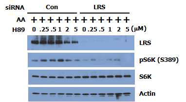 LRS가 PKA에 의한 mTORC1 조절을 매개함